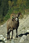 Dickhornschaf / Bighorn Sheep (Ovis canadensis)