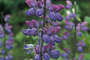 Nootka-Lupine / Nootka Lupine (Lupinus nootkatensis)