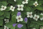 Kanadischer Hartriegel / Bunchberry · Dwarf Dogwood (Cornus canadensis)