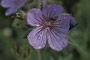 Nördlicher Storchschnabel / Northern Geranium (Geranium erianthum)