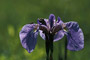 Borsten-Schwertlilie / Beach-head Iris (Iris setosa)