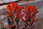 Rote Kastillee / Indian Paintbrush (Castilleja miniata)