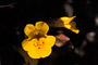 Gauklerblume / Yellow Monkey-Flower (Mimulus guttatus)