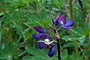 Nootka-Lupine / Nootka Lupine (Lupinus nootkatensis)