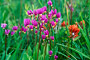 Götterblume / Pretty Shooting Star (Dodecatheon pulchellum)