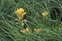 Gelbe Kastillee / Unalaska Paintbrush (Castilleja unalaschcensis)