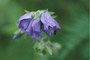 Himmelsleiter / Jacob’s Ladder (Polemonium pulcherrimum)