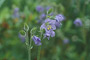 Himmelsleiter / Jacob’s Ladder (Polemonium pulcherrimum)