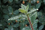 Blaubeeren / Alaskan Blueberry (Vaccinium alaskaense)