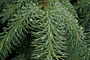 Sitka-Fichte / Sitka Spruce (Picea sitchensis)