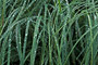 Lyngby-Segge / Lyngby’s Sedge (Carex lyngbyei)