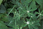 Nootka-Lupinen-Blätter / Leaves of Nootka Lupine (Lupinus nootkatensis)