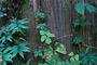 Dwarf Dogwood (Cornus canadensis), Vanilla-Leaf (Achlys triphylla), False Salomon’s Seal (Smilacina stellata)