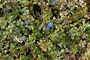 Tundra-Vegetation (Empetrum nigrum, Vaccinium uliginosum, Cladonia arbuscula, Ledum groenlandicum)