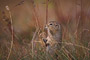 Arktisches Ziesel / Arctic Ground Squirrel (Spermophilus parryii)