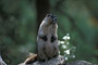 Eisgraues Murmeltier / Hoary Marmot (Marmota caligata)