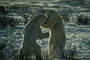 Eisbär / Polar Bear (Ursus maritimus)