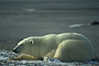 Eisbär / Polar Bear (Ursus maritimus)