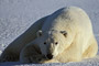 Eisbär / Polar Bear (Ursus maritimus)