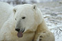 Eisbär / Polar Bear (Ursus maritimus)