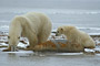 Eisbär / Polar Bear (Ursus maritimus)