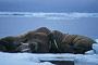 Walross / Walrus (Odobenus rosmarus)