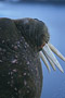 Walross / Walrus (Odobenus rosmarus)