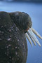 Walross / Walrus (Odobenus rosmarus)