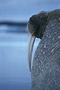 Walross / Walrus (Odobenus rosmarus)