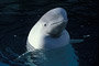 Beluga / Beluga (Delphinapterus leucas) [C]