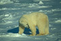 Eisbär / Polar Bear (Ursus maritimus) [C]