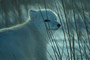 Eisfuchs / Arctic Fox (Alopex lagopus)