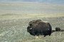 Moschusochse / Musk Ox (Ovibos moschatus)