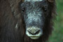 Moschusochse / Musk Ox (Ovibos moschatus)