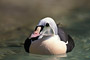 Prachteiderente / King Eider (Somateria spectabilis)