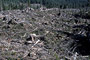 Typischer Kahlschlag mit Holzverschwendung / Typical clearcut with waste of wood