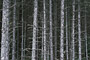 Typischer Holzacker im Sekundärwald / Typical tree plantation