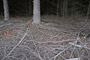 Biologische Wüste im Sekundärwald / Biological desert in a second-growth forest