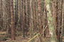 Eine biologische Wüste: Holzacker im Sekundärwald / Biological desert: second-growth forest