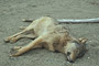 Erschossener Wolf im Great Bear Rainforest / Killed wolf in the Great Bear Rainforest