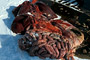 Eingeweide eines getöteten Bären / Intestines of a killed bear