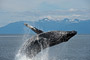 Buckelwal / Humpback Whale (Megaptera novaeangliae)