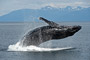 Buckelwal / Humpback Whale (Megaptera novaeangliae)