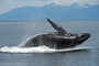 Buckelwal / Humpback Whale (Megaptera novaeangliae)