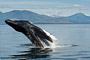 Buckelwal / Humpback Whale (Megaptera novaeangliae)