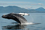 Buckelwal / Humpback Whale (Megaptera novaeangliae)