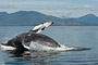 Buckelwal / Humpback Whale (Megaptera novaeangliae)