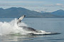 Buckelwal / Humpback Whale (Megaptera novaeangliae)