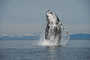 Buckelwal / Humpback Whale (Megaptera novaeangliae)