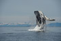 Buckelwal / Humpback Whale (Megaptera novaeangliae)